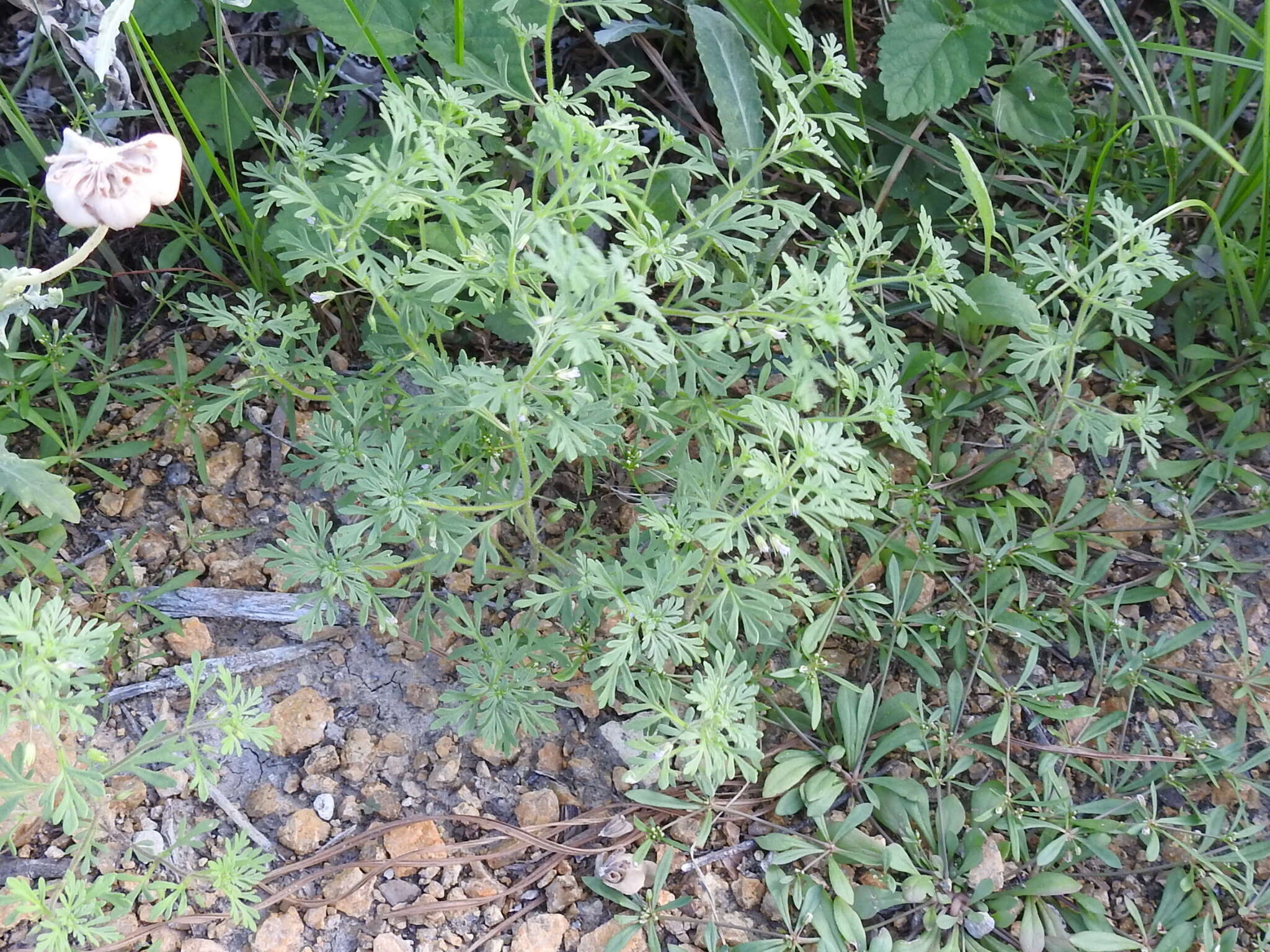 Image of Narrow-Leaf Paleseed