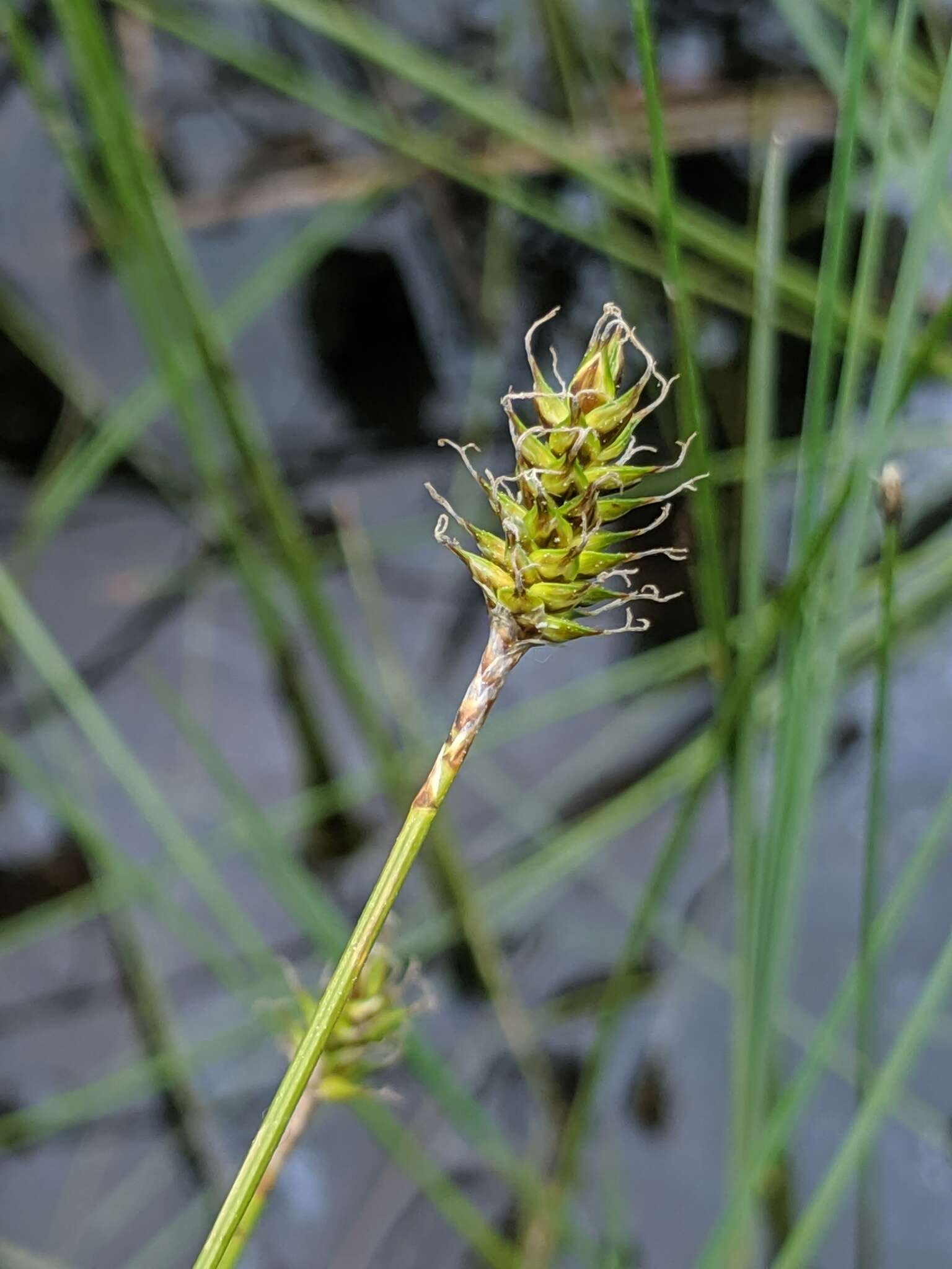 Image of Coastal sedge