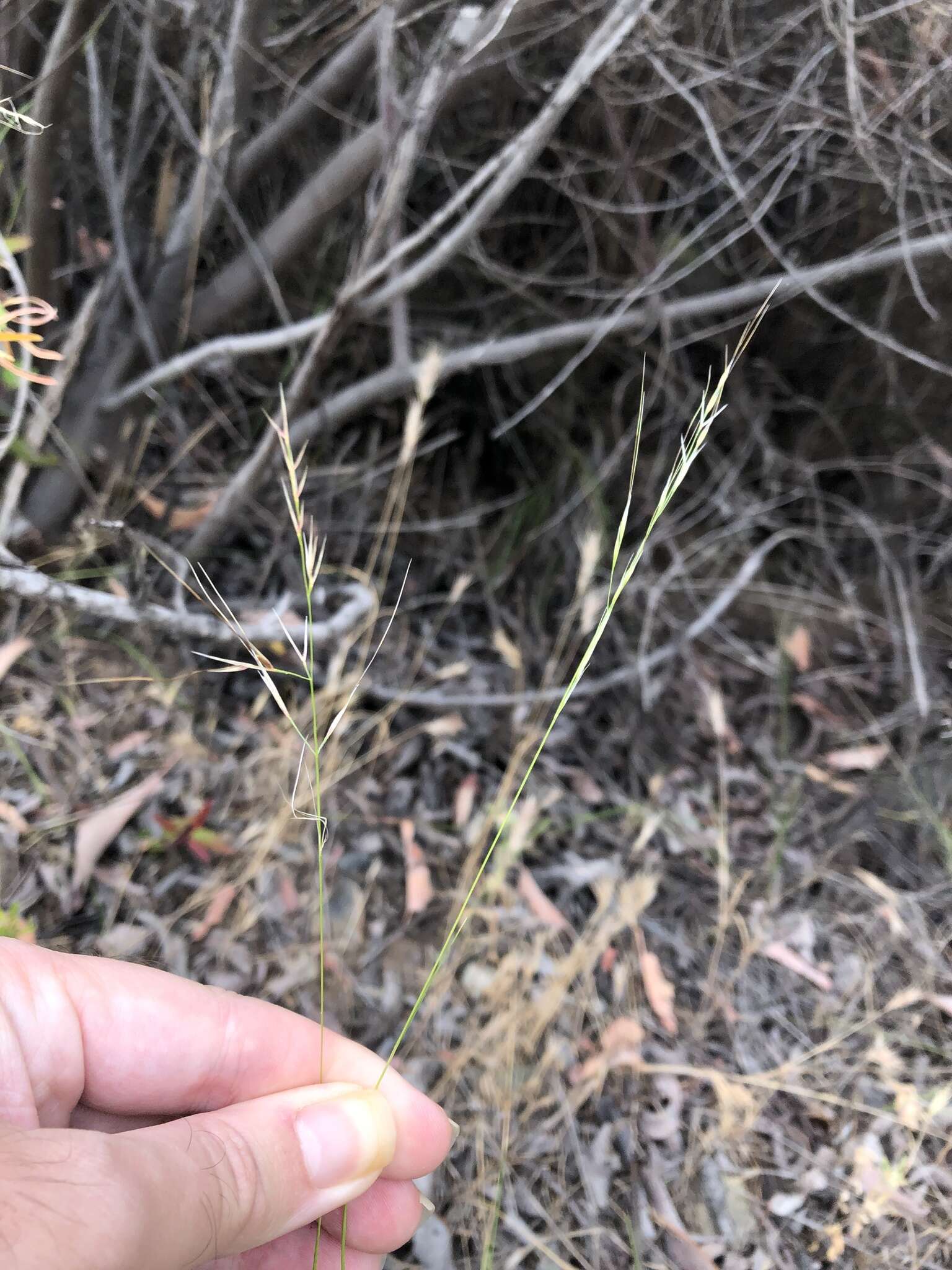 Image of foothill needlegrass