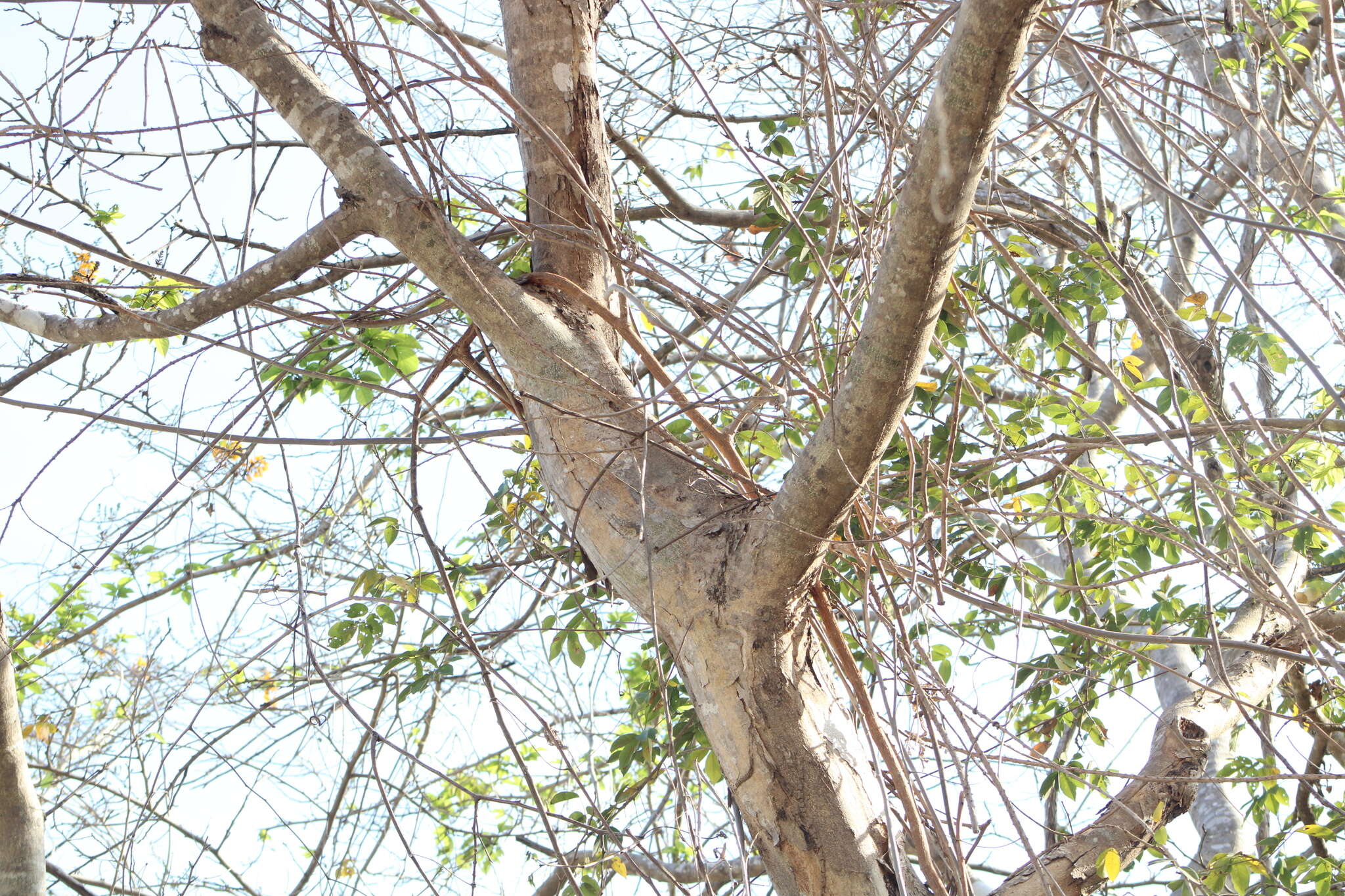 Image of Pterocarpus acapulcensis Rose