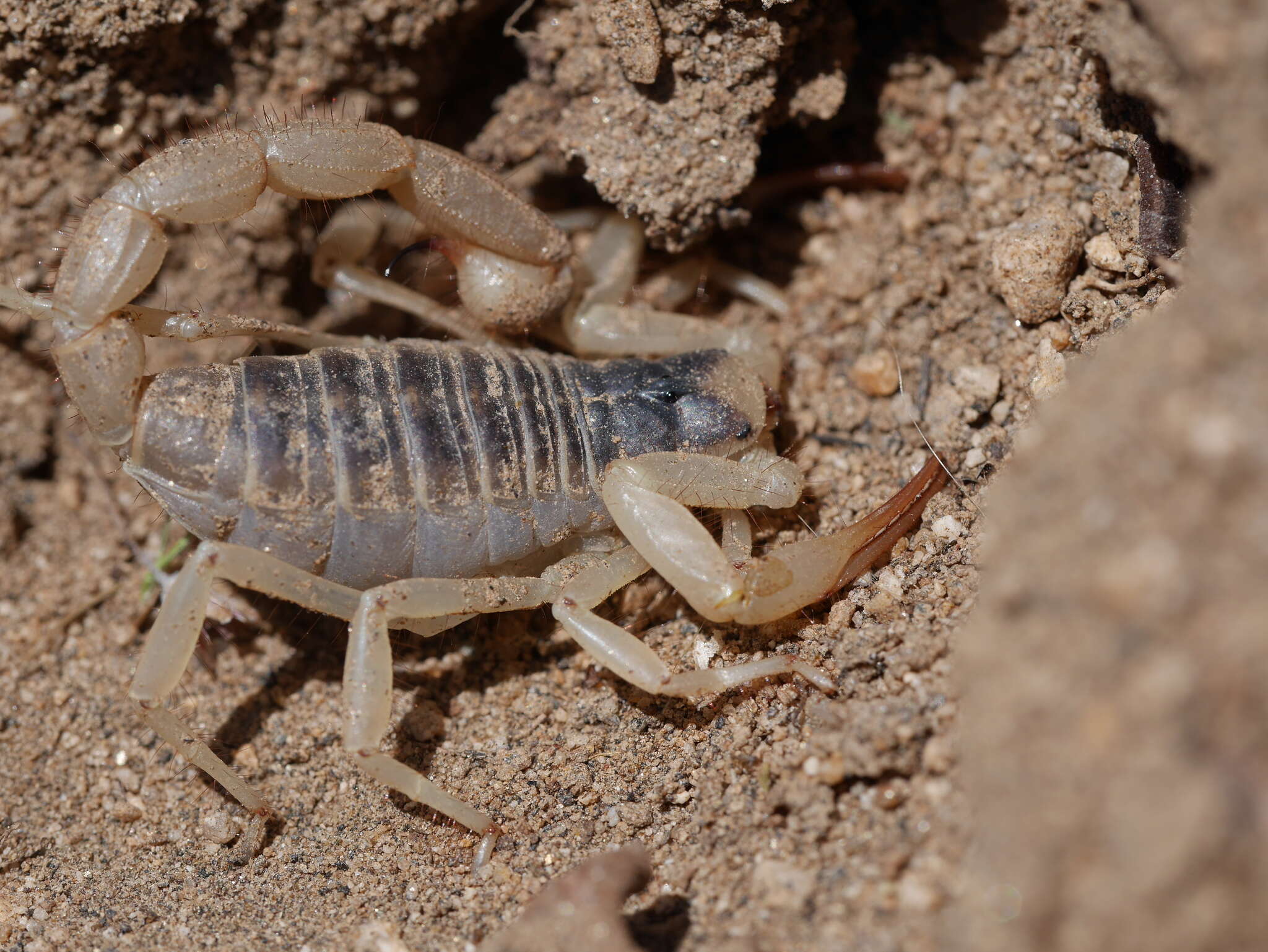 Image of Hadrurus anzaborrego Soleglad, Fet & Lowe 2011