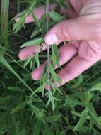 Image of whorled mountainmint