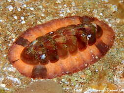 Image of Callochiton doriae (Capellini 1859)