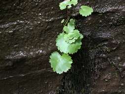 Image of Sullivant's coolwort