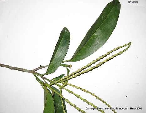 Image of Caryodendron