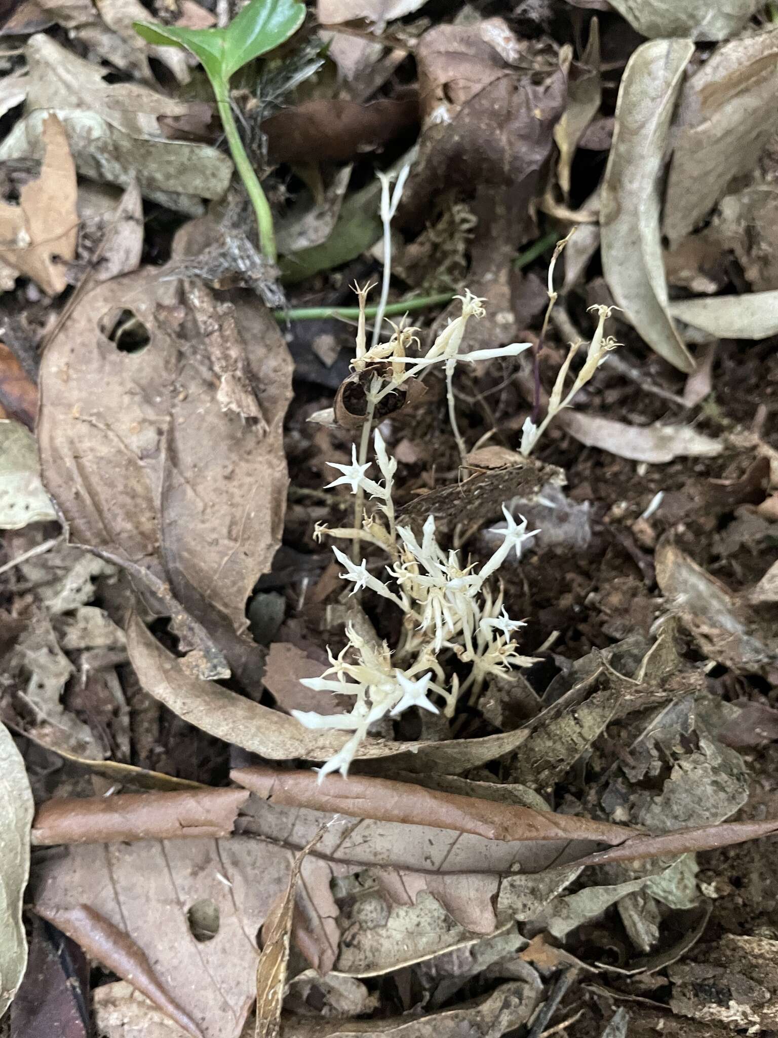 Image of Voyria alba (Standl.) L. O. Wms.