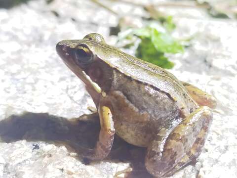 Image of Kampira Falls frog