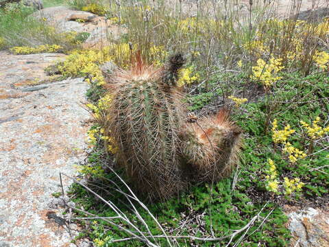 Image of Echinocereus reichenbachii var. baileyi (Rose) N. P. Taylor