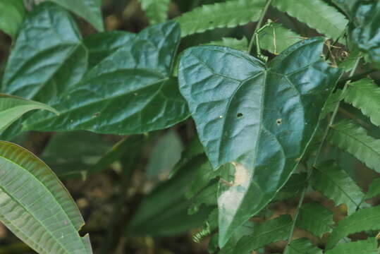 Image of Zehneria japonica (Thunb.) H. Y. Liu