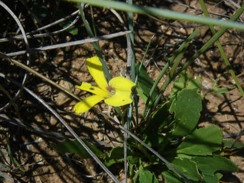 Image of Goodenia arguta