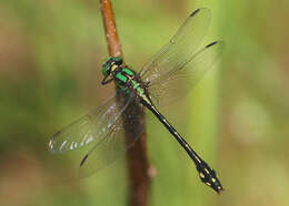 صورة Ophiogomphus anomalus Harvey 1898