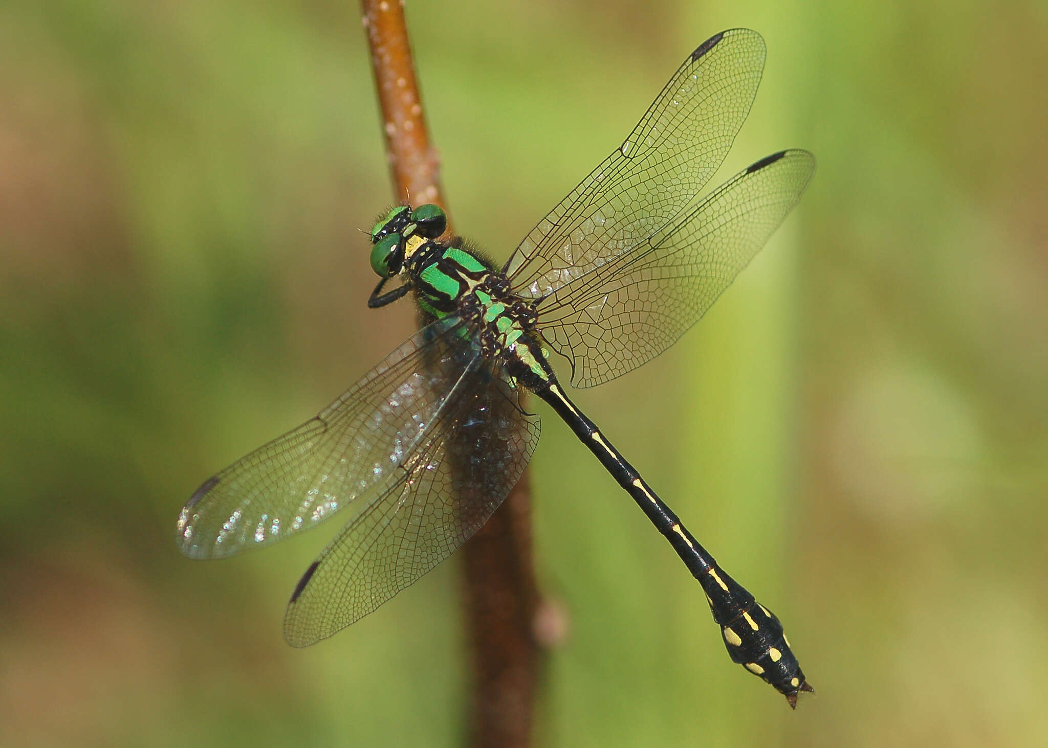 صورة Ophiogomphus anomalus Harvey 1898