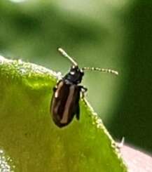 Image of Turnip flea beetle