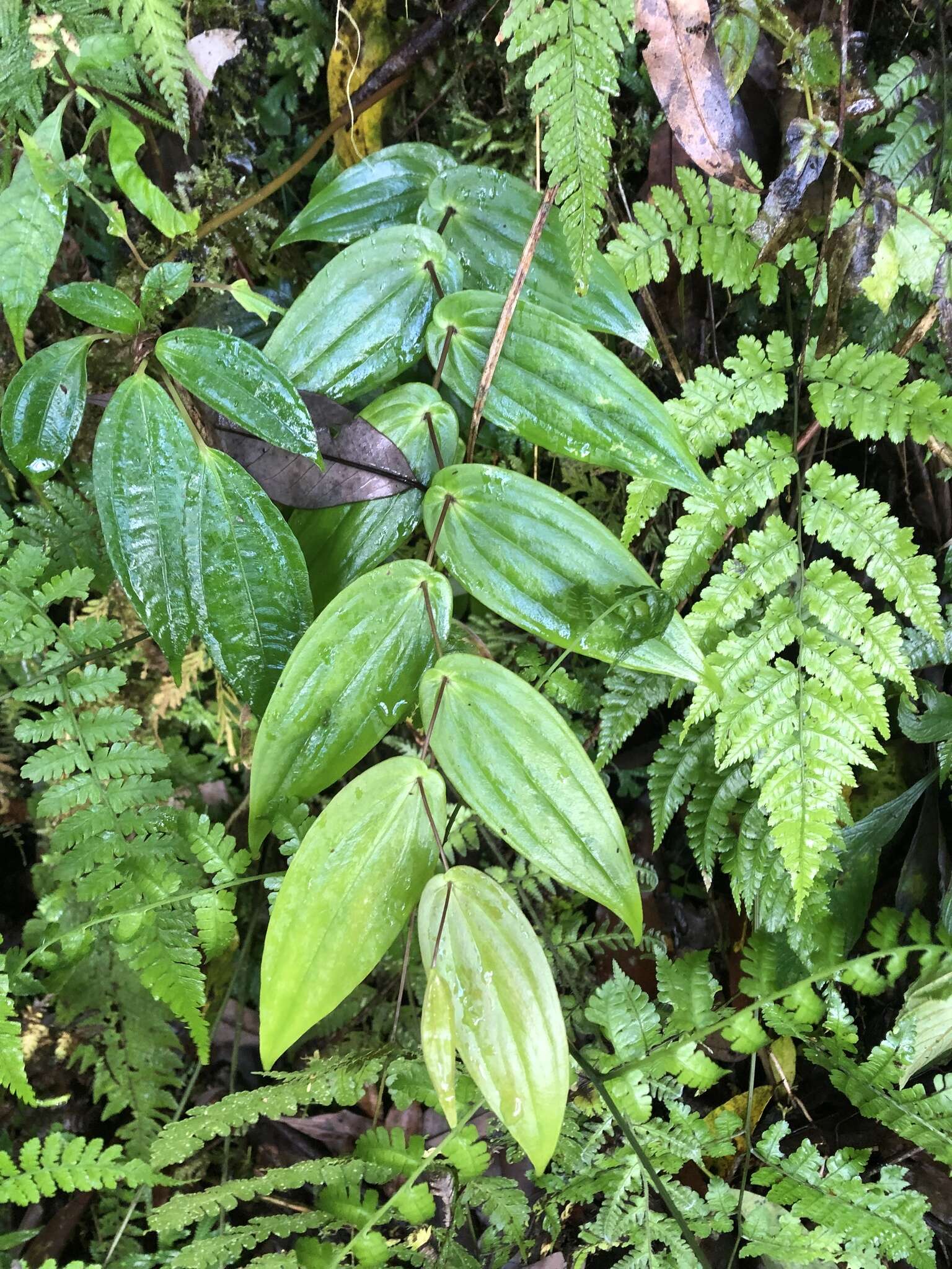 Image de Tricyrtis suzukii Masam.