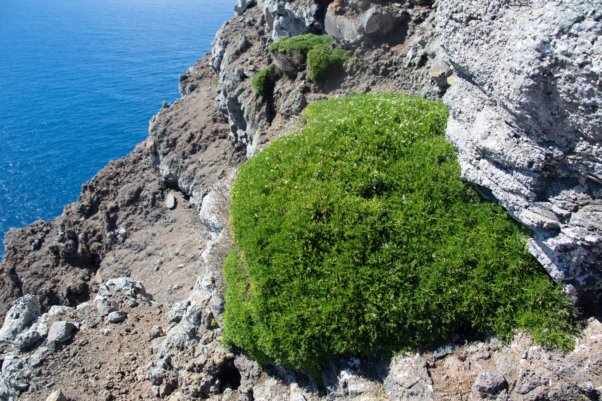 Image of Lycapsus tenuifolius Phil.