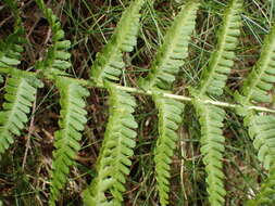 Imagem de Dryopteris oreades Fomin