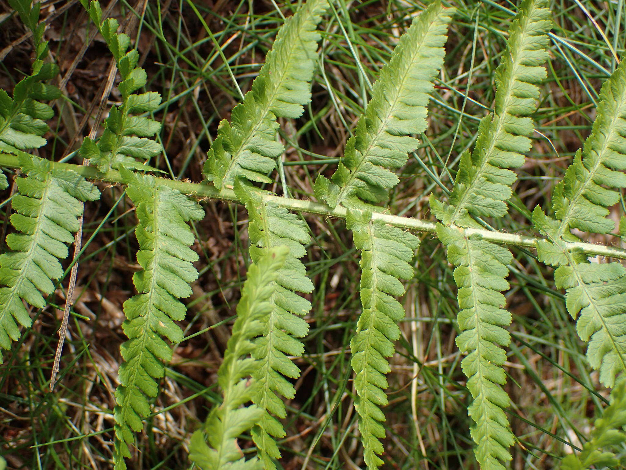 Image de Dryopteris oreades Fomin