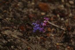 Image de Stylidium preissii (Sond.) F. Müll.