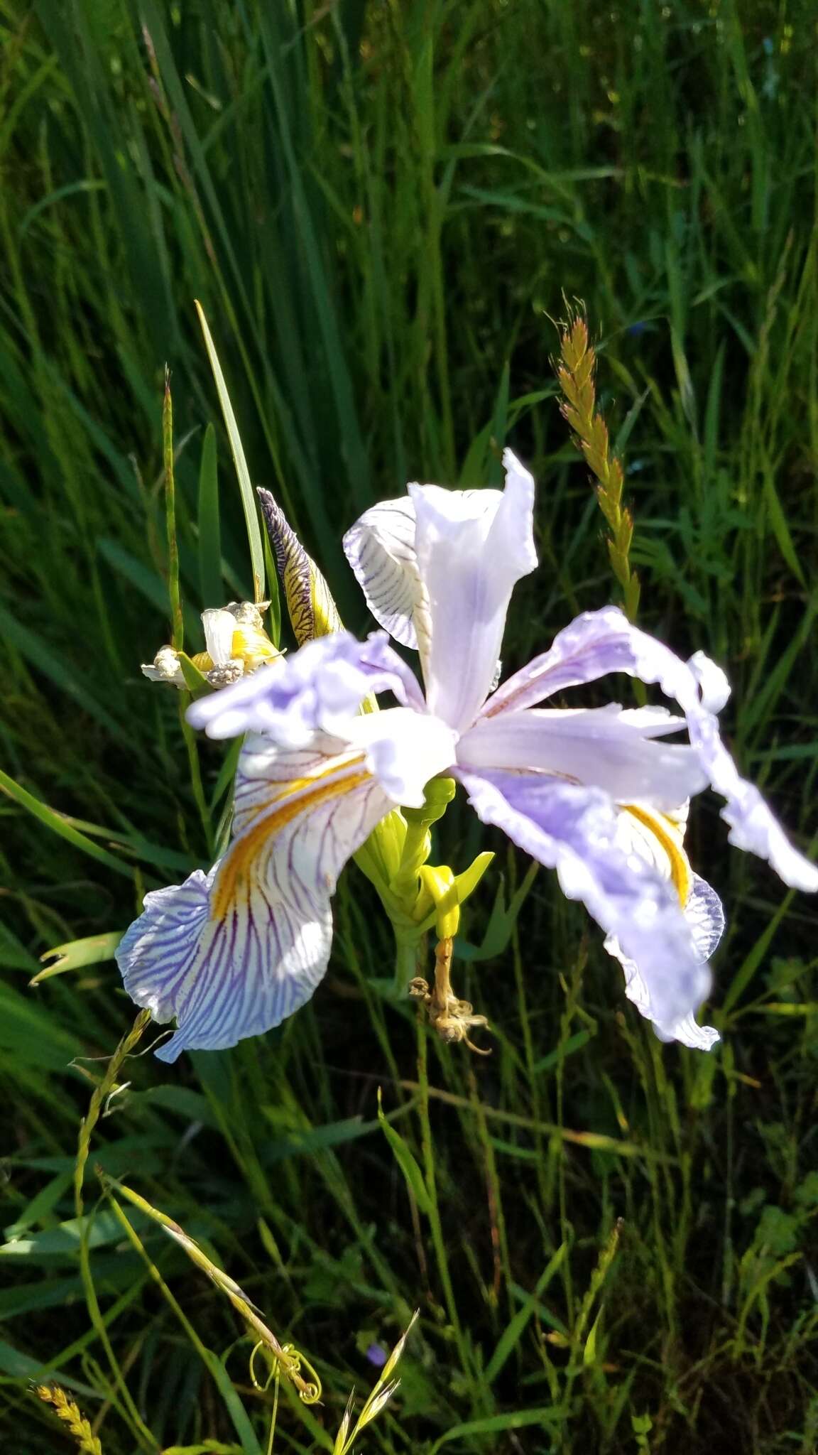 Image of Coast Iris