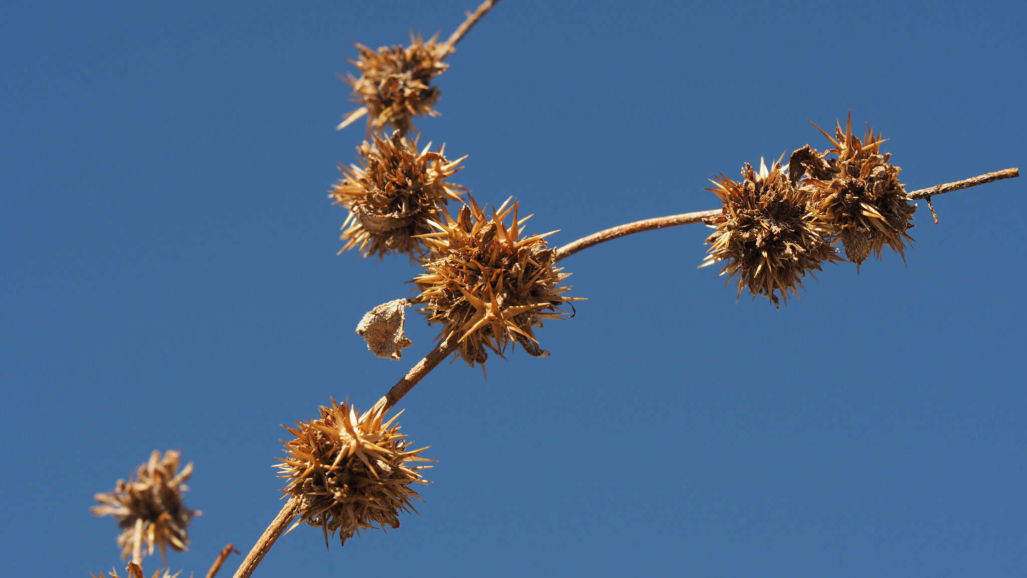 Image of flatspine bur ragweed