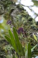 Image of Epidendrum coryophorum (Kunth) Rchb. fil.