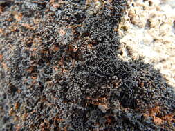 Image of seaweed lichen