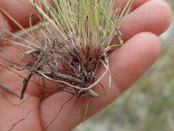 Image of Isolepis marginata (Thunb.) A. Dietr.