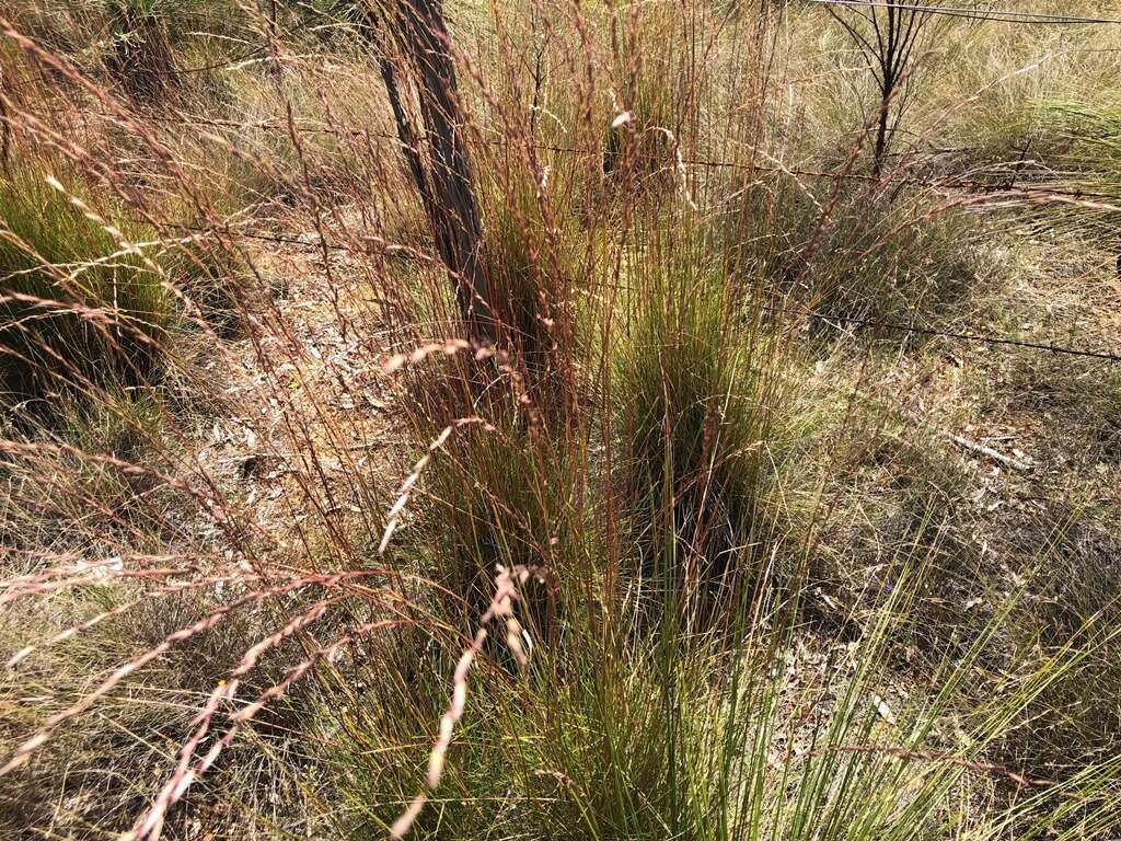 Plancia ëd Triodia scariosa N. T. Burb.