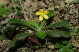 Lysimachia alpestris Champ. ex Benth. resmi