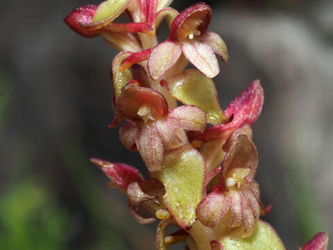 Satyrium pygmaeum Sond. resmi