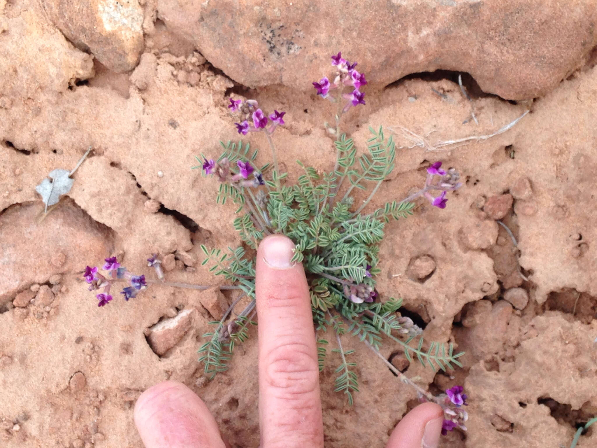 Image of rimrock milkvetch