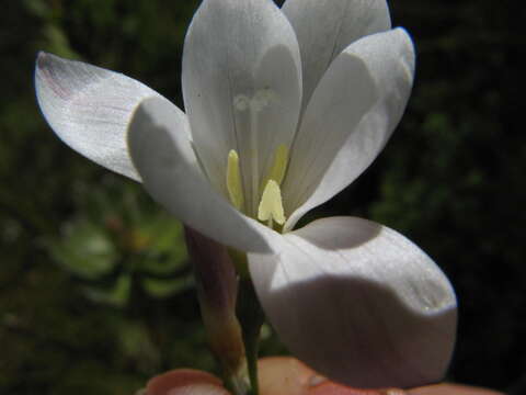 Image of Geissorhiza umbrosa G. J. Lewis