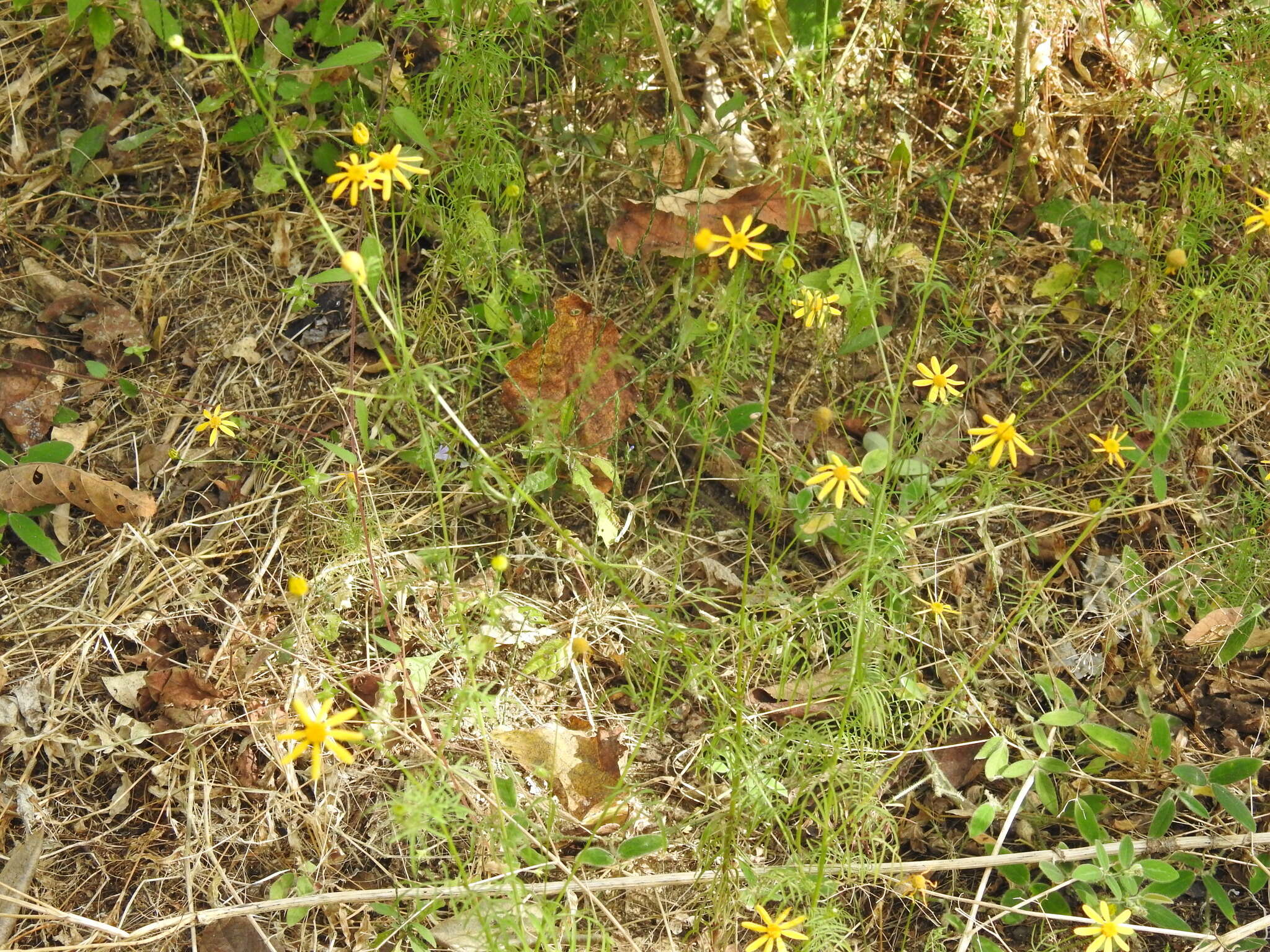 Image of Adenophyllum anomalum (Canby & Rose) J. L. Strother