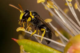 Plancia ëd Hylaeus euxanthus (Cockerell 1910)