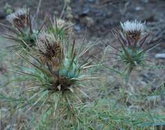 Слика од Cynara cardunculus subsp. cardunculus