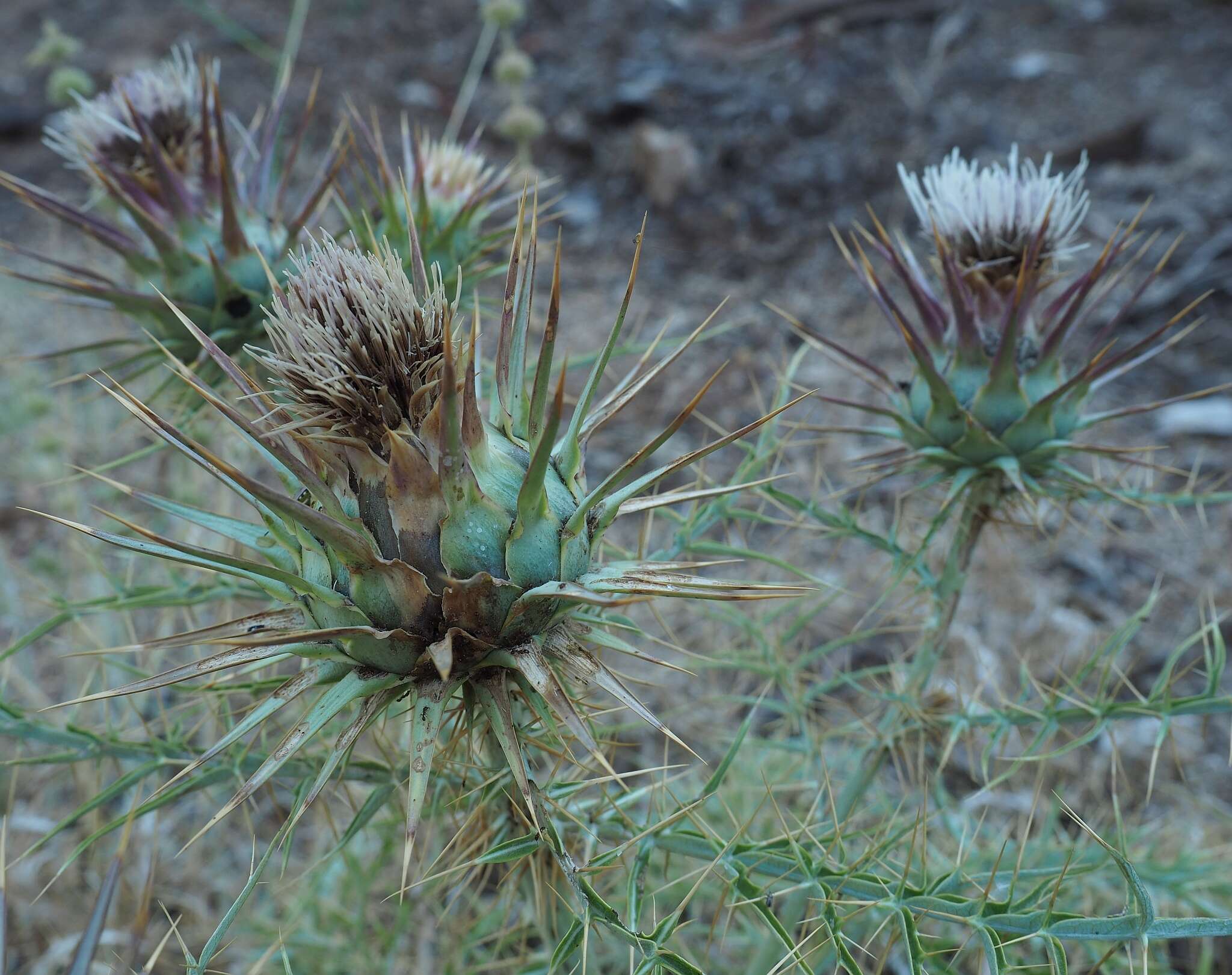 Слика од Cynara cardunculus subsp. cardunculus