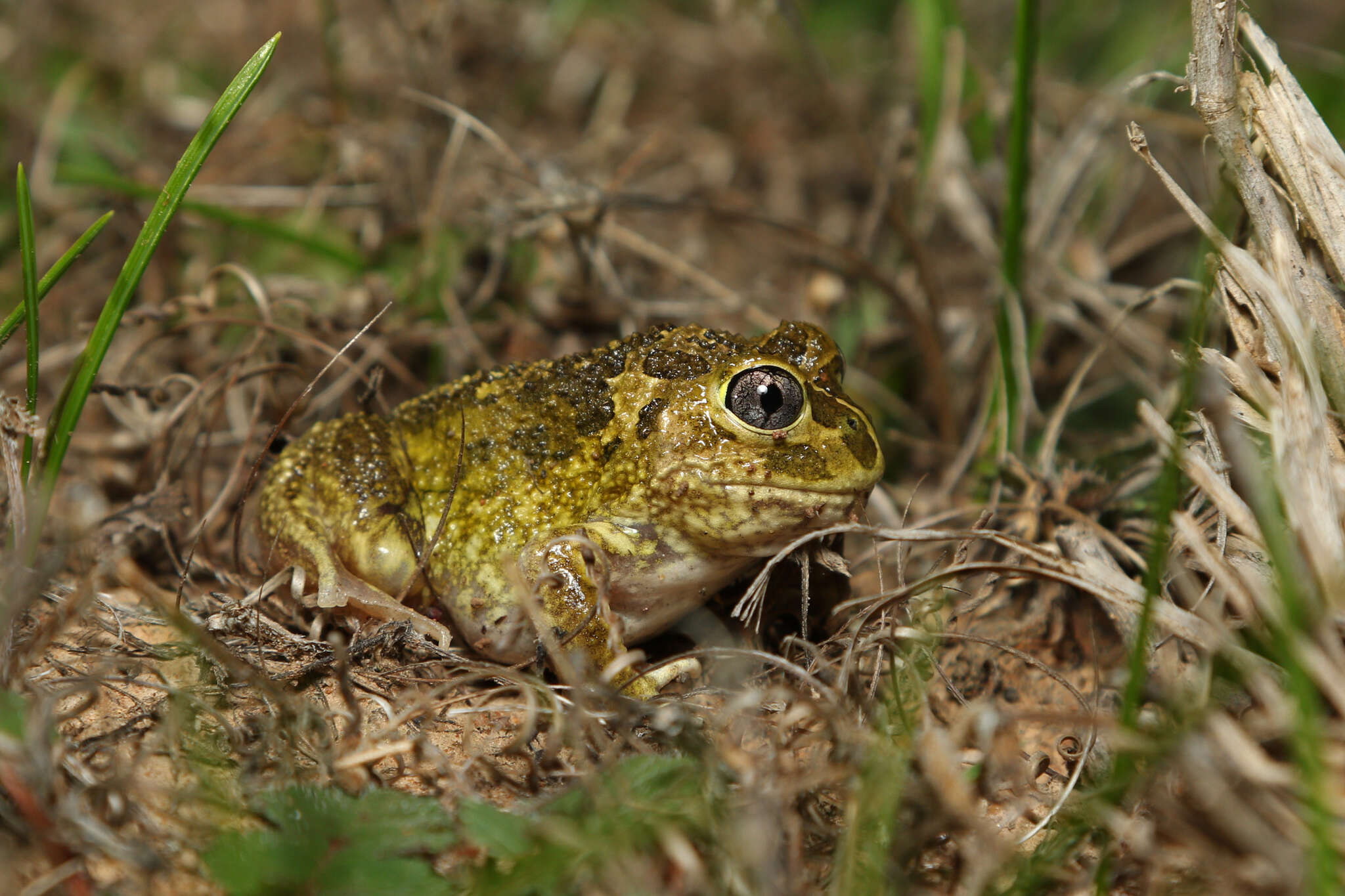 Imagem de Neobatrachus Peters 1863