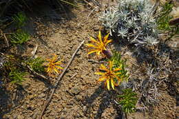 Image of Mutisia linearifolia Cav.