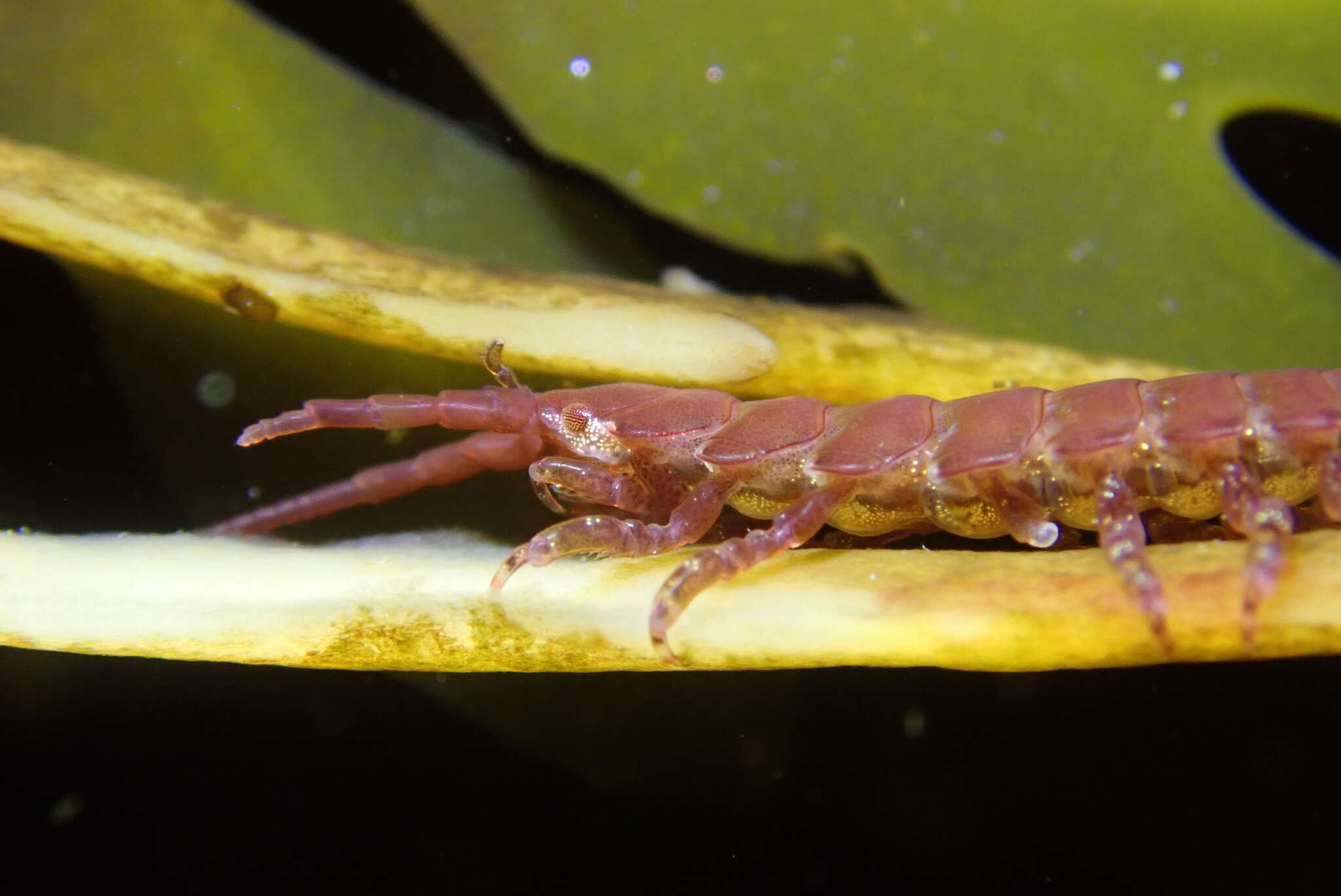 Image of Pentidotea aculeata Stafford 1913