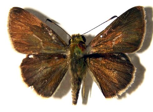 Image of <i>Mnasicles hicetaon</i> Godman 1901