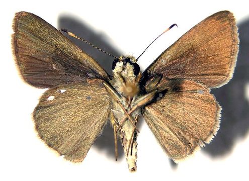 Image of <i>Mnasicles hicetaon</i> Godman 1901