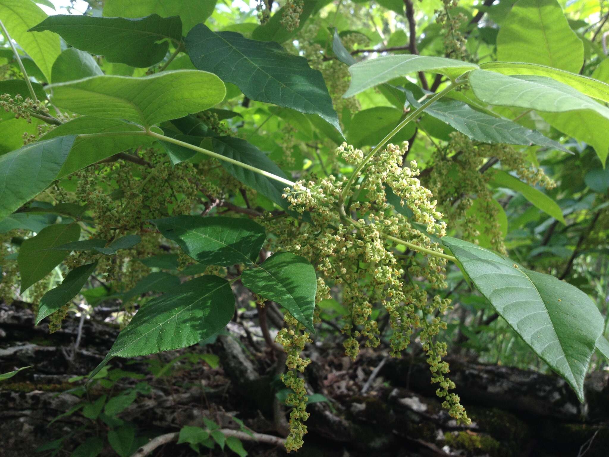 Image of eastern poison ivy