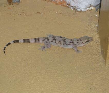 Image of Kandyan Gecko