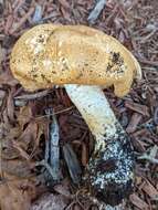 Image of Agaricus nanaugustus Kerrigan 2016