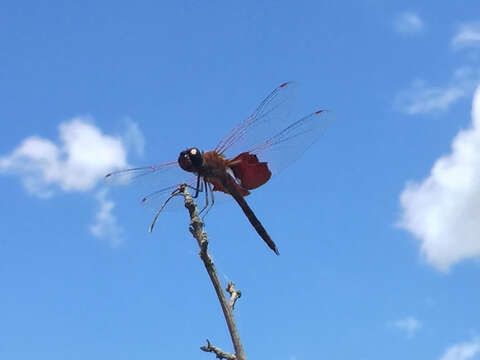 Tramea carolina (Linnaeus 1763) resmi