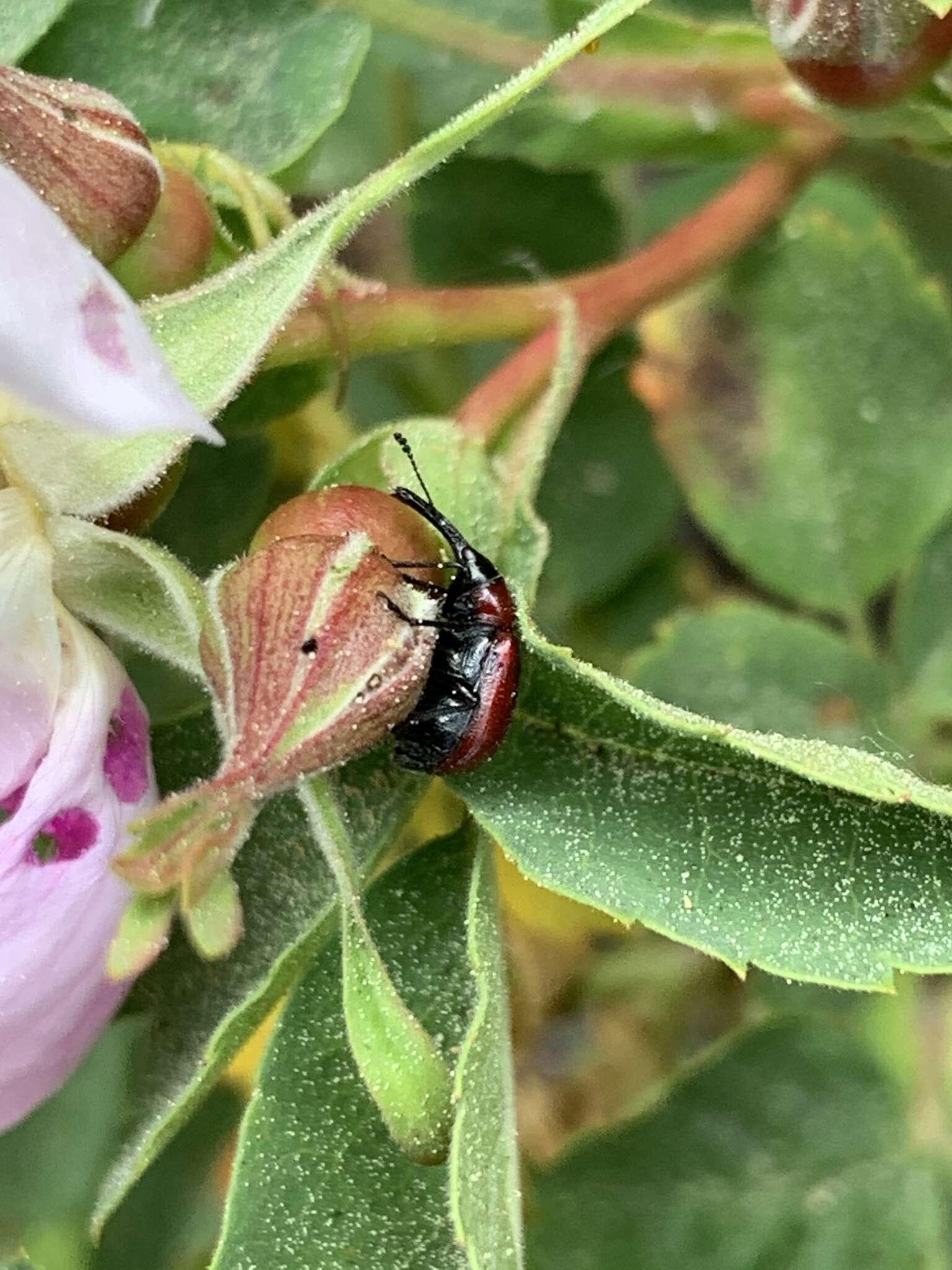 Image of Rose Curculio