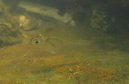 Image of Indian Glassy Fish