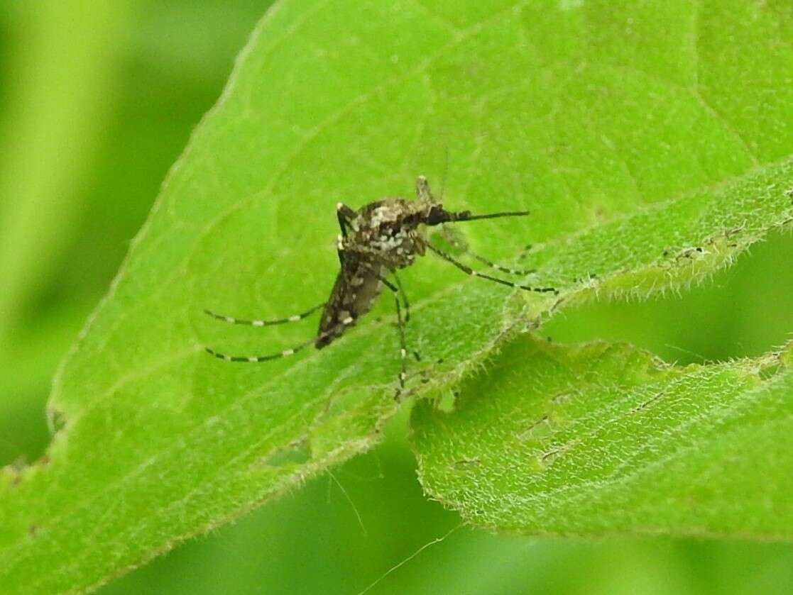 Image of Aedes grossbecki Dyar & Knab 1906