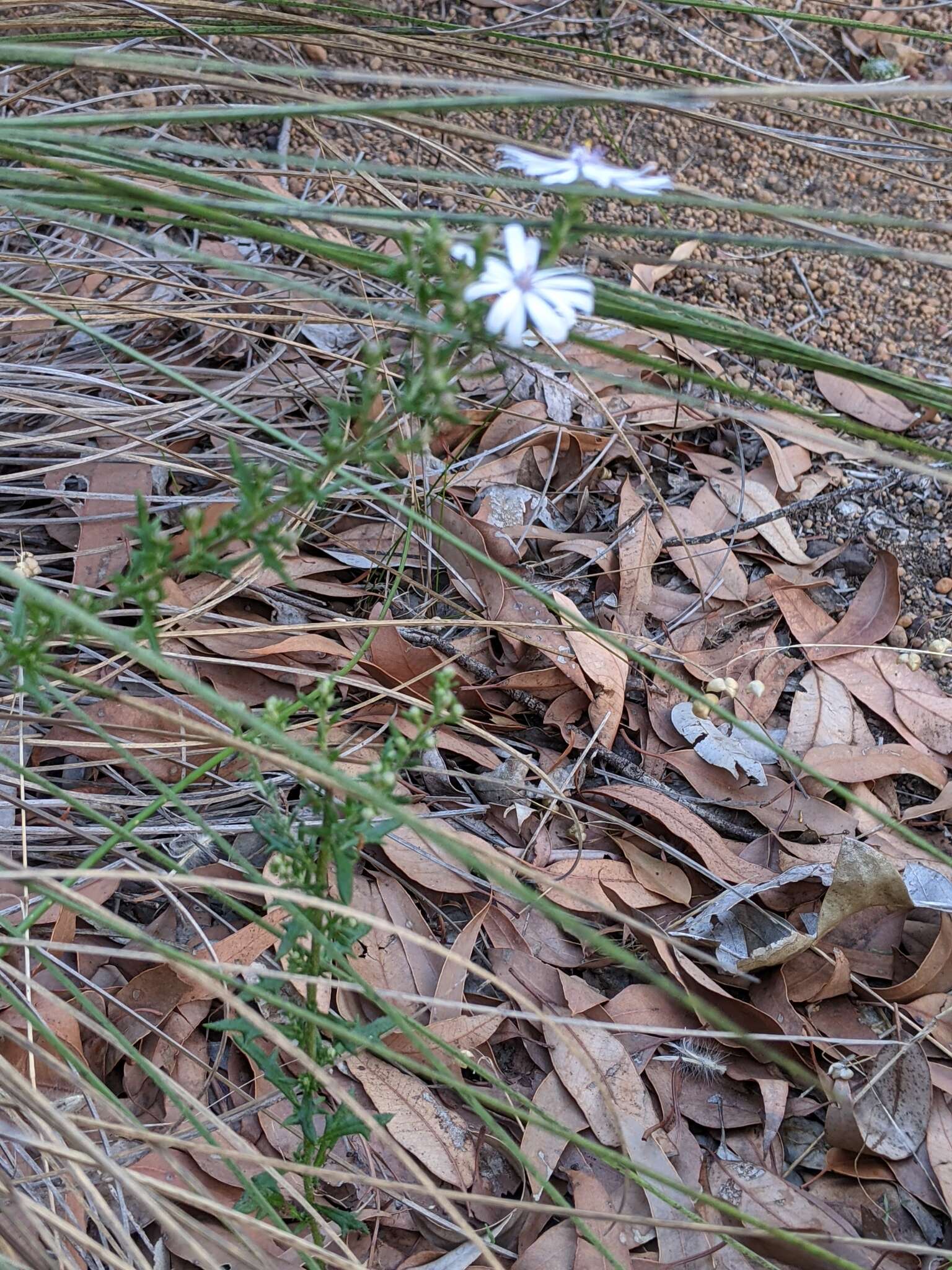 Sivun Olearia paucidentata (Steetz) F. Müll. ex Benth. kuva