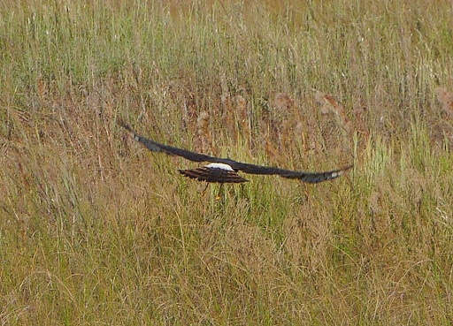 Image of Northern Harrier